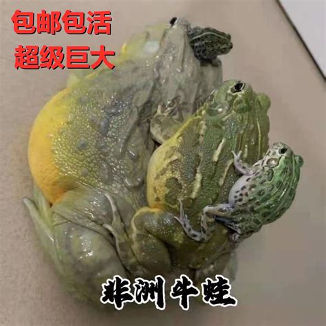 角蛙腹水治療|【三帅出品】关于水肿，我有话说——脚毛疾病讲堂第二节【角蛙。